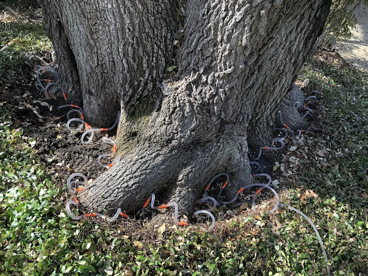 Detailed Tree Cabling and Bracing job site in Ten Mile