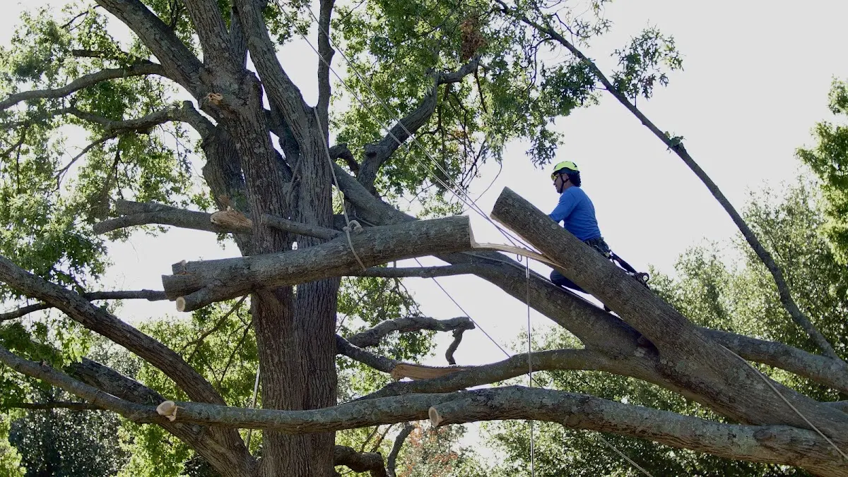 Professional Crown Thinning performed by certified arborists in Ten Mile