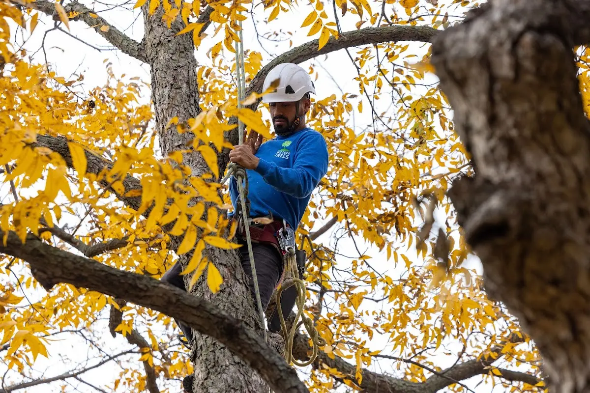 Skilled Storm Damage Cleanup crew working in Ten Mile