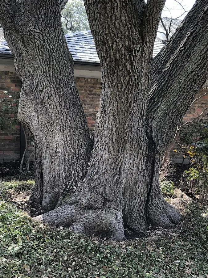 Mature heritage tree close to a Ten Mile property cared for by certified arborists